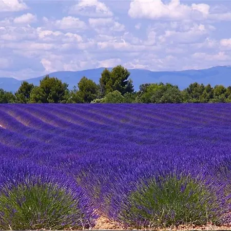 Chalet Nature En Haute-provence, Lavande Et Verdon Hébergement de vacances